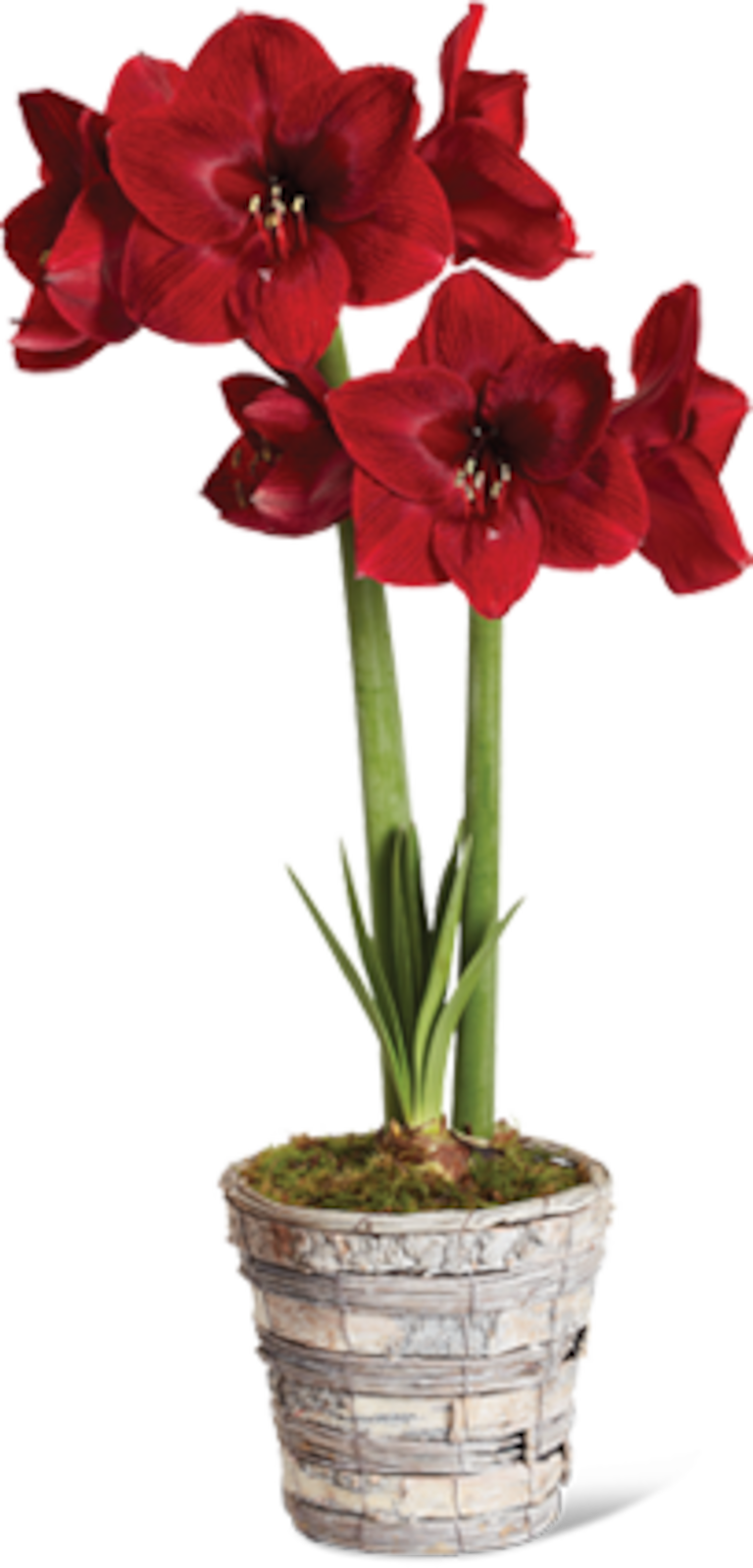 Amaryllis Collection Permiere Potted -Small