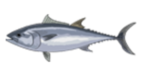 tuna