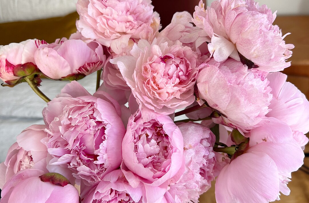 Peonies Desktop 2