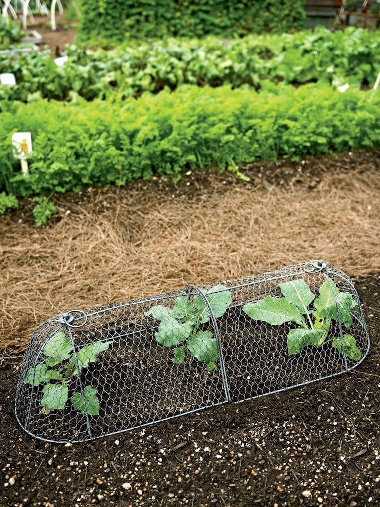 Chicken Wire: Your Garden's New Best Friend - eDecks Blog