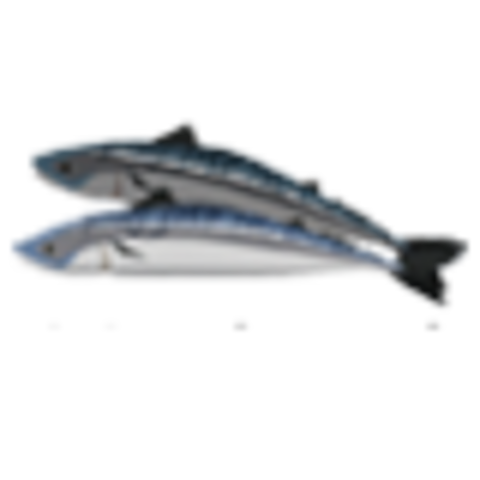 Mackerel