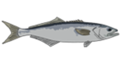 grouper