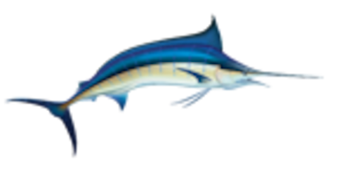 Marlin