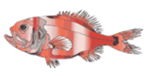 orangeroughy