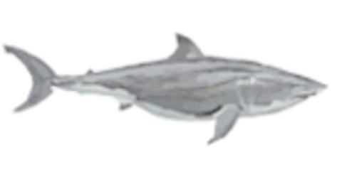 shark