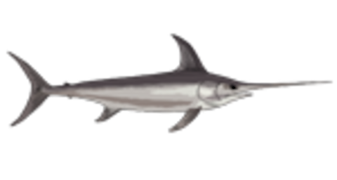 swordfish