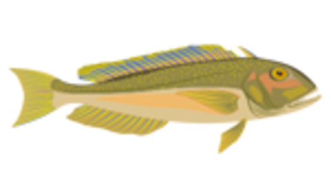 Tilefish
