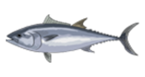 tuna