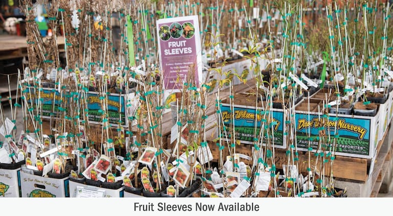 String of Pearls — Green Acres Nursery & Supply